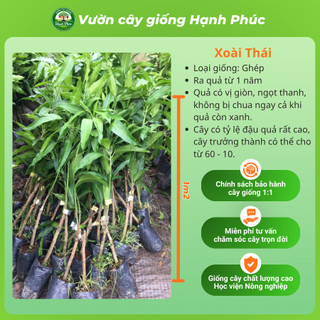 Cây giống XOÀI ÚC, XOÀI THÁI - Choai, Chuẩn Giống, Siêu Sai Quả, Dễ Trồng, Năng Suất Cao - Hỏa tốc HN