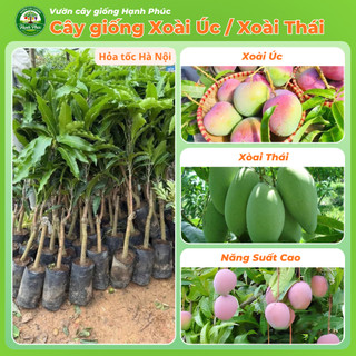 Cây giống XOÀI ÚC, XOÀI THÁI - Choai, Chuẩn Giống, Siêu Sai Quả, Dễ Trồng, Năng Suất Cao - Hỏa tốc HN