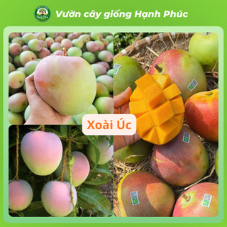 Cây giống XOÀI ÚC, XOÀI THÁI - Choai, Chuẩn Giống, Siêu Sai Quả, Dễ Trồng, Năng Suất Cao - Hỏa tốc HN