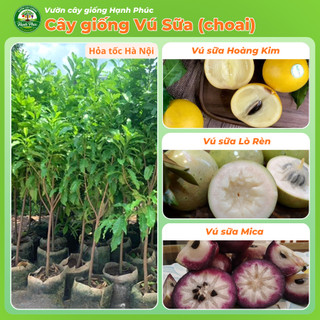 Cây giống VÚ SỮA - Choai, Chuẩn Giống, Siêu Sai Quả, Dễ Trồng, Năng Suất Cao - Hỏa tốc HN