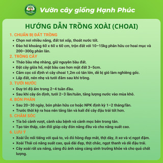 Cây giống VÚ SỮA - Choai, Chuẩn Giống, Siêu Sai Quả, Dễ Trồng, Năng Suất Cao - Hỏa tốc HN