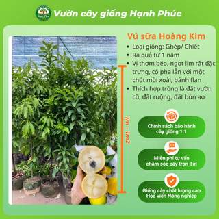 Cây giống VÚ SỮA - Choai, Chuẩn Giống, Siêu Sai Quả, Dễ Trồng, Năng Suất Cao - Hỏa tốc HN