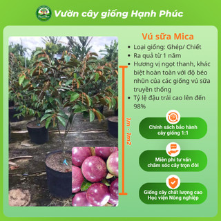Cây giống VÚ SỮA - Choai, Chuẩn Giống, Siêu Sai Quả, Dễ Trồng, Năng Suất Cao - Hỏa tốc HN