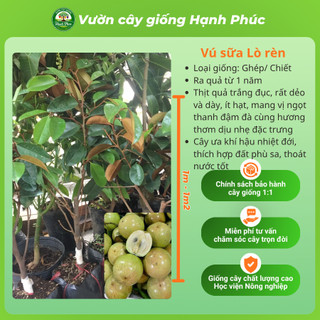 Cây giống VÚ SỮA - Choai, Chuẩn Giống, Siêu Sai Quả, Dễ Trồng, Năng Suất Cao - Hỏa tốc HN