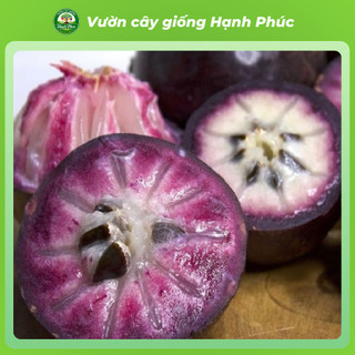 Cây giống VÚ SỮA - Choai, Chuẩn Giống, Siêu Sai Quả, Dễ Trồng, Năng Suất Cao - Hỏa tốc HN