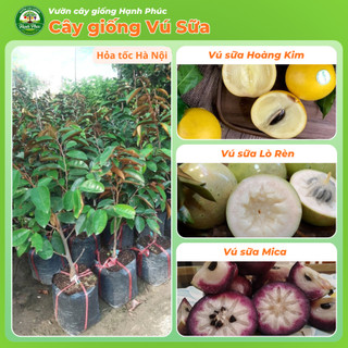 Cây giống VÚ SỮA - Giống, Chuẩn Giống, Siêu Sai Quả, Dễ Trồng, Năng Suất Cao - Hỏa tốc HN
