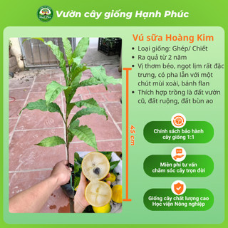 Cây giống VÚ SỮA - Giống, Chuẩn Giống, Siêu Sai Quả, Dễ Trồng, Năng Suất Cao - Hỏa tốc HN