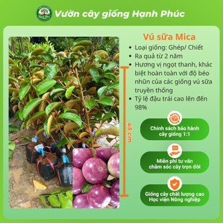 Cây giống VÚ SỮA - Giống, Chuẩn Giống, Siêu Sai Quả, Dễ Trồng, Năng Suất Cao - Hỏa tốc HN