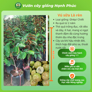 Cây giống VÚ SỮA - Giống, Chuẩn Giống, Siêu Sai Quả, Dễ Trồng, Năng Suất Cao - Hỏa tốc HN