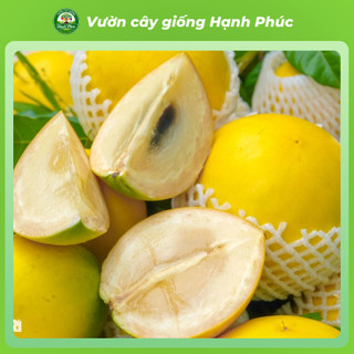 Cây giống VÚ SỮA - Giống, Chuẩn Giống, Siêu Sai Quả, Dễ Trồng, Năng Suất Cao - Hỏa tốc HN