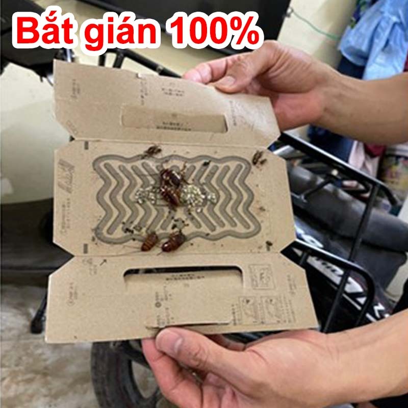 Bẫy diệt gián trong nhà - Có mồi, keo dính chắc - Diệt sạch ổ gián - An toàn gia đình - Cubi