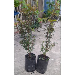 Cây ổi tím thái,ổi sim thái, ổi tí hon[Cây cao từ 35cm, bầu ươm cao 12cm đường kính11cm]