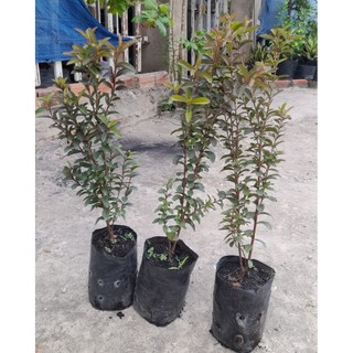 Cây ổi tím thái,ổi sim thái, ổi tí hon[Cây cao từ 35cm, bầu ươm cao 12cm đường kính11cm]