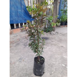 Cây ổi tím thái,ổi sim thái, ổi tí hon[Cây cao từ 35cm, bầu ươm cao 12cm đường kính11cm]