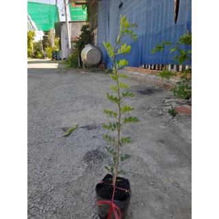 Cây quách [cây cao từ 33_40cm, bầu ươm cao 11cm, đường kính 11cm] cây khỏe phát triển tốt