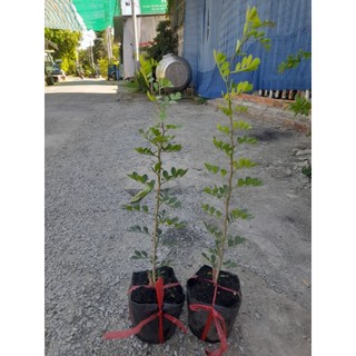 Cây quách [cây cao từ 33_40cm, bầu ươm cao 11cm, đường kính 11cm] cây khỏe phát triển tốt