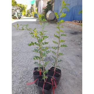 Cây quách [cây cao từ 33_40cm, bầu ươm cao 11cm, đường kính 11cm] cây khỏe phát triển tốt
