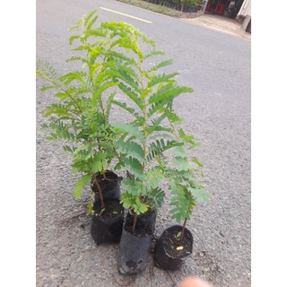 Cây Me Thái (Me ngọt), trái to nhiều cơm, cao từ 25 cm