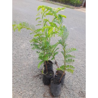 Cây Me Thái (Me ngọt), trái to nhiều cơm, cao từ 25 cm