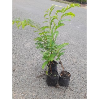 Cây Me Thái (Me ngọt), trái to nhiều cơm, cao từ 25 cm
