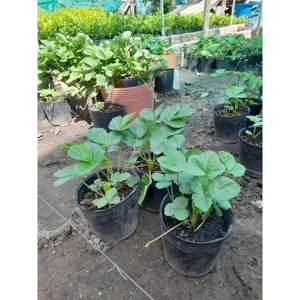 Cây Dâu Tây (cây cao từ 13cm, bầu ươm cao 11cm,đường kính bầu 11cm)