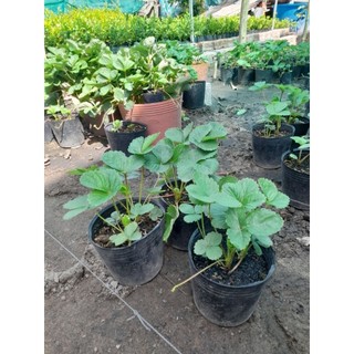 (Bầu lớn một chậu 2 cây và ít nhất từ 2 ngó)Cây Dâu Tây (cây cao từ 13cm, bầu ươm cao 11cm,đường kính bầu 11cm)