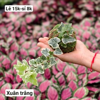 Cây thường xuân var