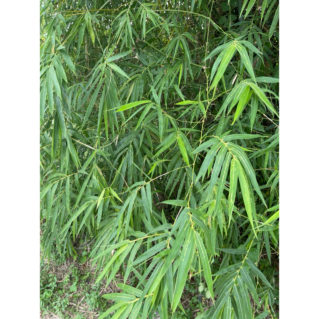 1kg lá tre gai tươi ( ảnh thật 100% shop tự quay chụp)