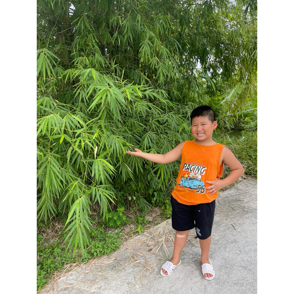 1kg lá tre gai tươi ( ảnh thật 100% shop tự quay chụp)