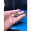Móc Khóa Emoji Poop Mini In 3D Dễ Thương