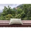 Gối thảo dược cổ gáy