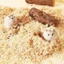 Mùn Cưa Gỗ Thông Thơm 1kg Lót Chuồng Hamster, Thỏ, Chinchilla, Nhím, Bò Sát - TC Home