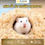 Mùn Cưa Gỗ Thông Thơm 1kg Lót Chuồng Hamster, Thỏ, Chinchilla, Nhím, Bò Sát - TC Home
