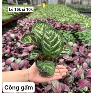 cây đuôi công gấm bầu rêu