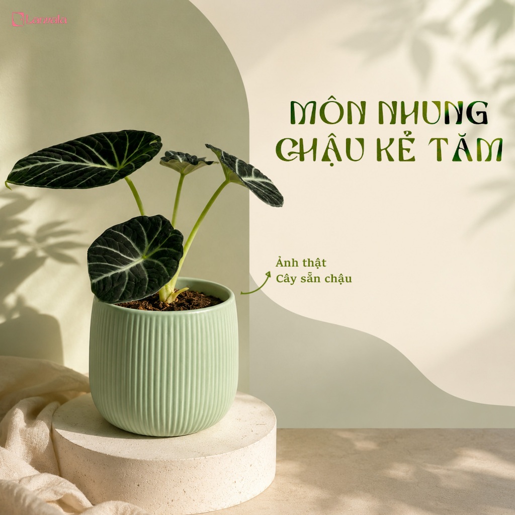 Môn Nhung Đen Sẵn Chậu Lanvala | Alocasia Black Velvet | Chậu Tráng Men Xanh Mint 13x13cm | Cây Để Bàn Dễ Chăm