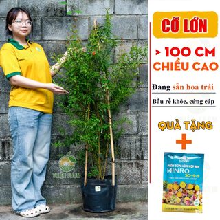 Cây Lựu Thái cỡ lớn THIỆN FARM quả ngọt đậm, thịt mọng nước, hạt mềm, trồng ăn quả, làm cảnh