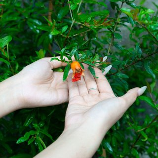 Cây Lựu Thái cỡ lớn THIỆN FARM quả ngọt đậm, thịt mọng nước, hạt mềm, trồng ăn quả, làm cảnh