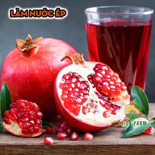 Cây Lựu Thái cỡ lớn THIỆN FARM quả ngọt đậm, thịt mọng nước, hạt mềm, trồng ăn quả, làm cảnh