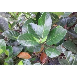 Lá mít tươi vườn nhà trồng,làm bánh, tạo màu thịt kho,... có đơn mới hái