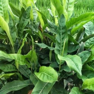 ​[HÀNG TƯƠI HÁI TRONG NGÀY] Lá Riềng Tươi – Nguyên Liệu Nhuộm Màu Bánh Chưng, Bánh Tẻ Đậm Đà