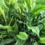 ​[HÀNG TƯƠI HÁI TRONG NGÀY] Lá Riềng Tươi – Nguyên Liệu Nhuộm Màu Bánh Chưng, Bánh Tẻ Đậm Đà