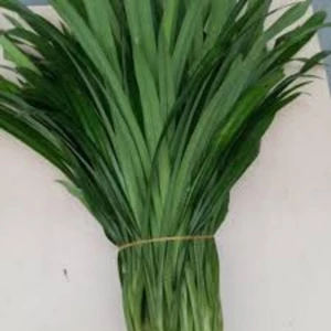 Lá Dứa (Lá Nếp) Tươi – Thơm Ngát Hương Vườn Nhà Trà Du Farm