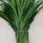 Lá Dứa (Lá Nếp) Tươi – Thơm Ngát Hương Vườn Nhà Trà Du Farm