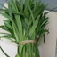 Lá Dứa (Lá Nếp) Tươi – Thơm Ngát Hương Vườn Nhà Trà Du Farm