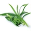 Lá Dứa (Lá Nếp) Tươi – Thơm Ngát Hương Vườn Nhà Trà Du Farm