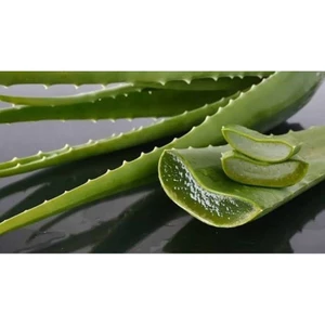 Nha Đam Bẹ Nhỏ Tươi Sạch, vườn trồng - Nha Đam Tươi Giòn Ngọt, Đa Năng Cho Làm Đẹp & Giải Nhiệt (Bán theo kg)