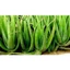 Nha Đam Bẹ Nhỏ Tươi Sạch, vườn trồng - Nha Đam Tươi Giòn Ngọt, Đa Năng Cho Làm Đẹp & Giải Nhiệt (Bán theo kg)