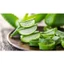 Nha Đam Bẹ Nhỏ Tươi Sạch, vườn trồng - Nha Đam Tươi Giòn Ngọt, Đa Năng Cho Làm Đẹp & Giải Nhiệt (Bán theo kg)