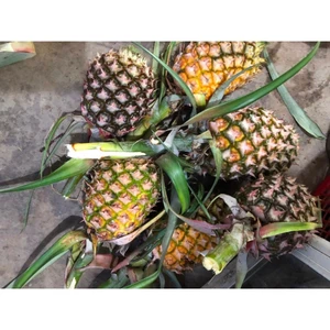 THƠM (DỨA) VƯỜN - HÀNG TƯƠI NGUYÊN TRÁI – TRÀ DU FARM