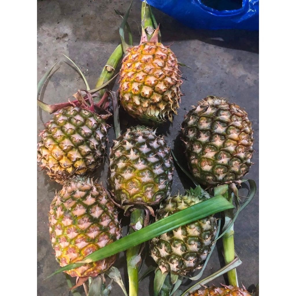THƠM (DỨA) VƯỜN - HÀNG TƯƠI NGUYÊN TRÁI – TRÀ DU FARM